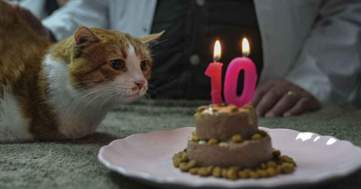 Engelli kedi ‘Ümit’ için 10. yaş günü kutlaması