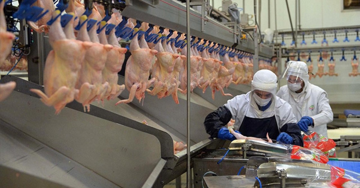 Tavuk ihracatına yasak geliyor – İş-Yaşam Haberleri