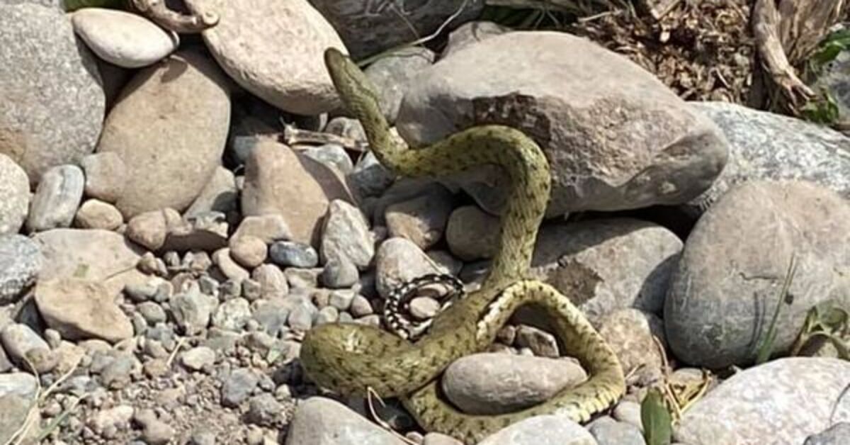 Damalı su yılanı ölü taklidi yaparak hayatta kalma şansını artırıyor