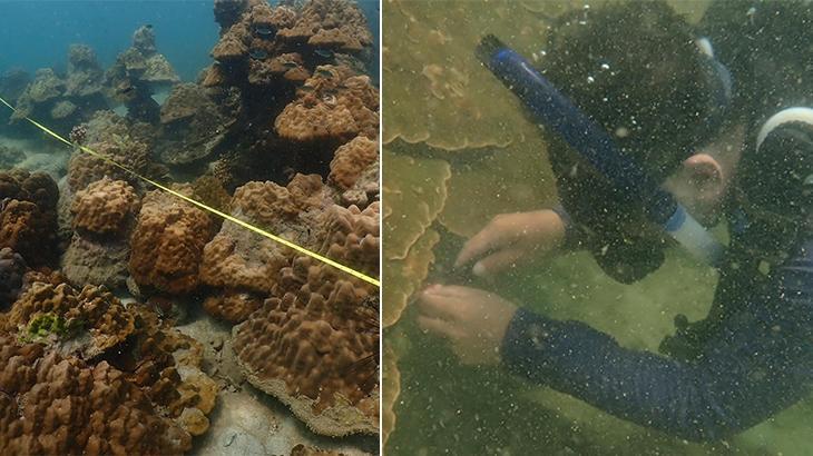 İklim Krizi: Tayland’da mercan resiflerinde ağarma, 12 deniz parkı kapatıldı